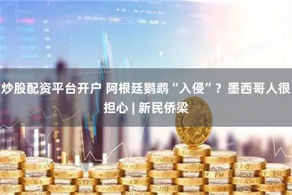 炒股配资平台开户 阿根廷鹦鹉“入侵”？墨西哥人很担心 | 新民侨梁